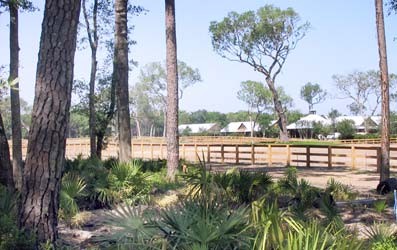 Sea Island Equestrian Center - 1